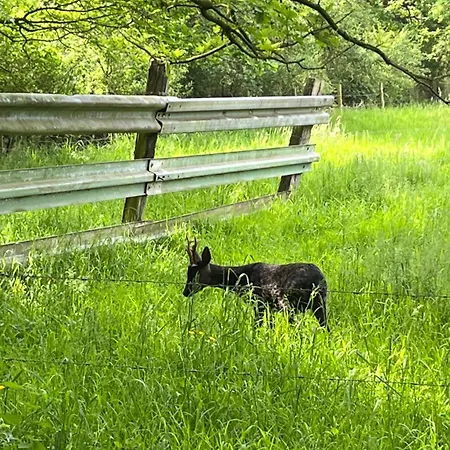 Oh Deer *